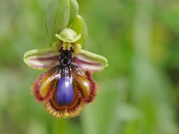 Ophrys_vernixia__Mendiga_bas_